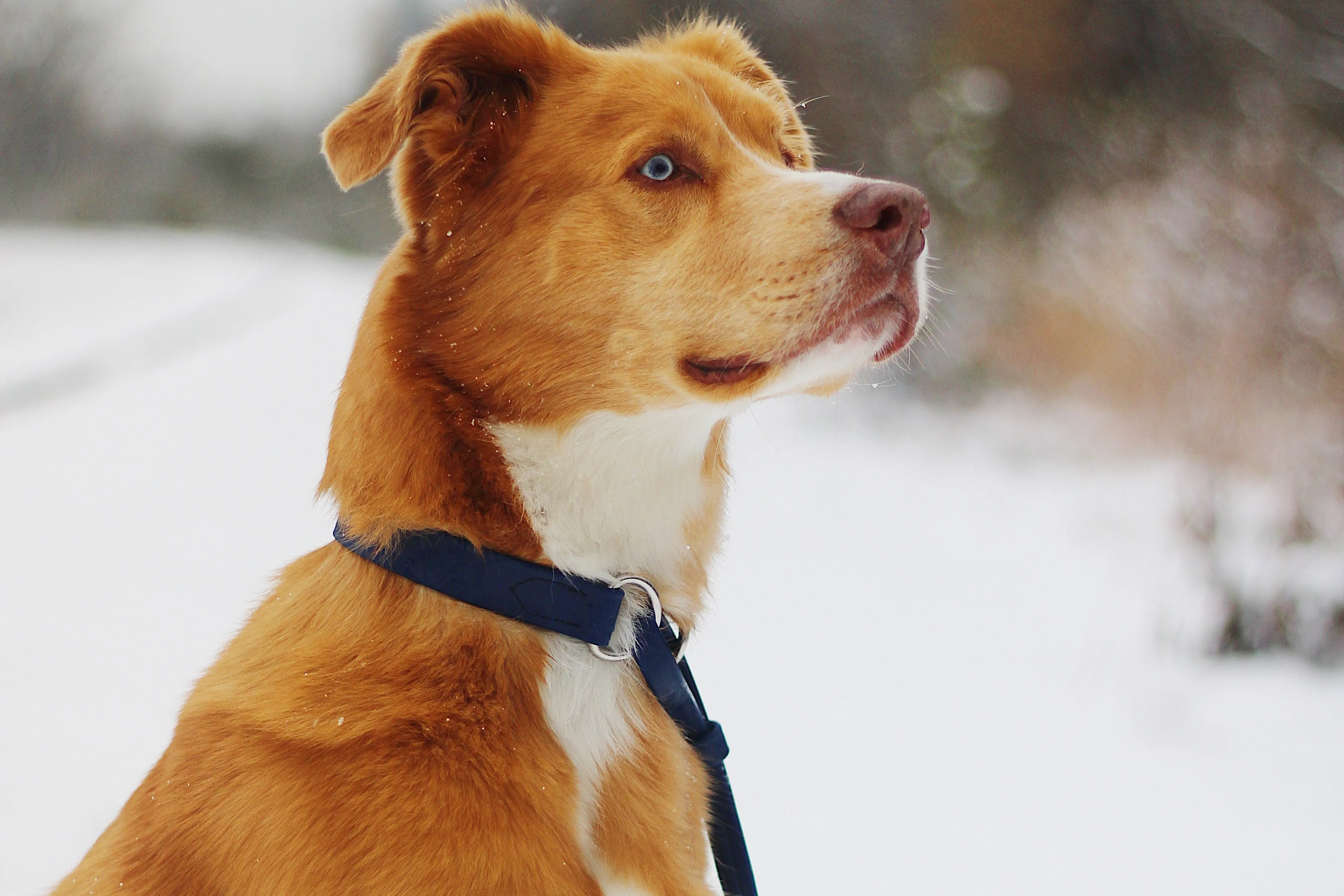 BioThane Sighthound Style Solid Color Martingale Leash