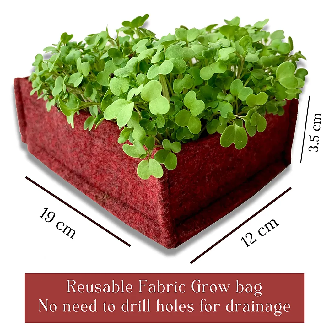 Bombay Greens DIY Microgreens Eco-Friendly Kit - Mustard