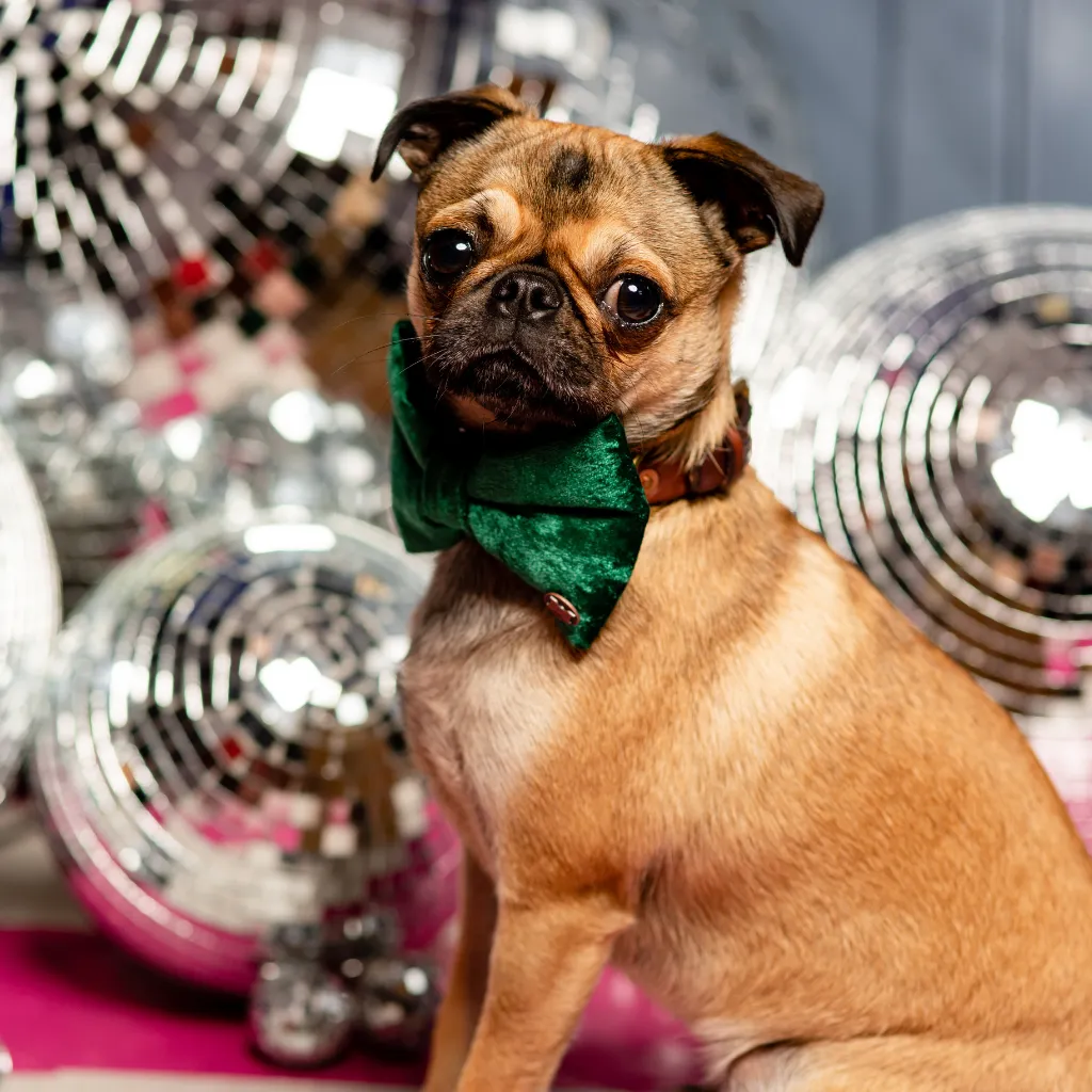 Gracious Green Velvet Dog Bow Tie